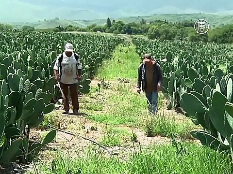В Мексике кактусы помогают генерировать электричество