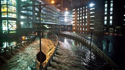 Mitik the Walrus Baby Saved from Hurricane Sandy