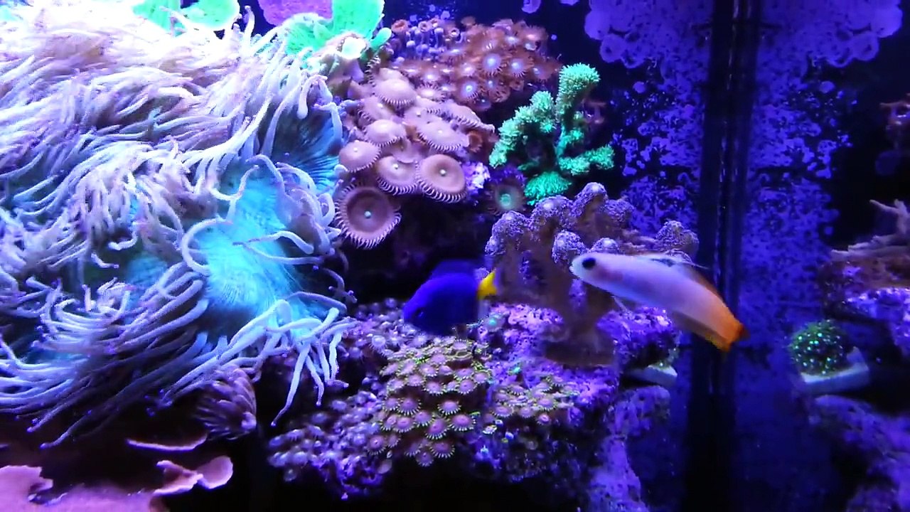 [24] 30 Gallon Reef Tank Update - July 2013
