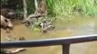 Dangerous Alligator Encounter with Pork