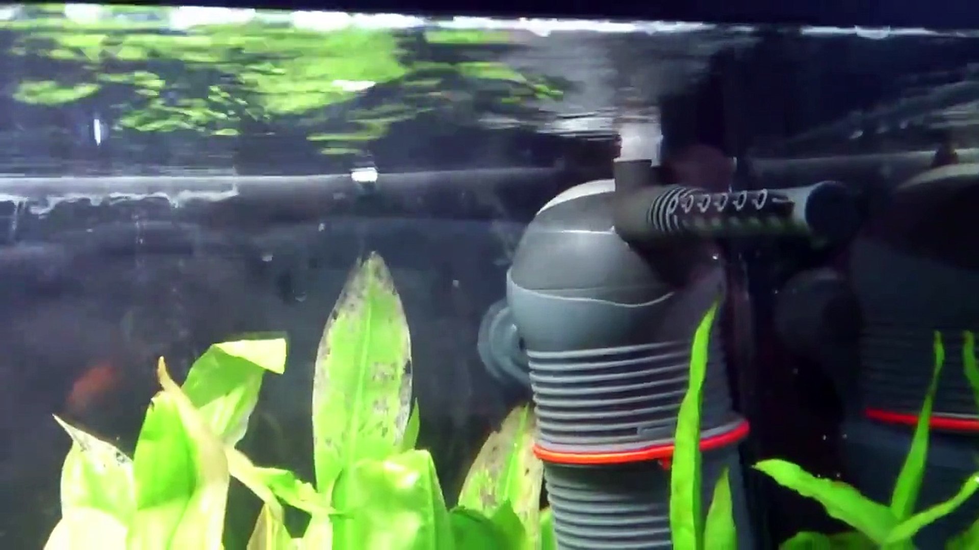 Eheim Biopower 240 Video Dailymotion