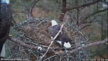 Berry College Eagles~Feb.1, 2015~Mom's big stick