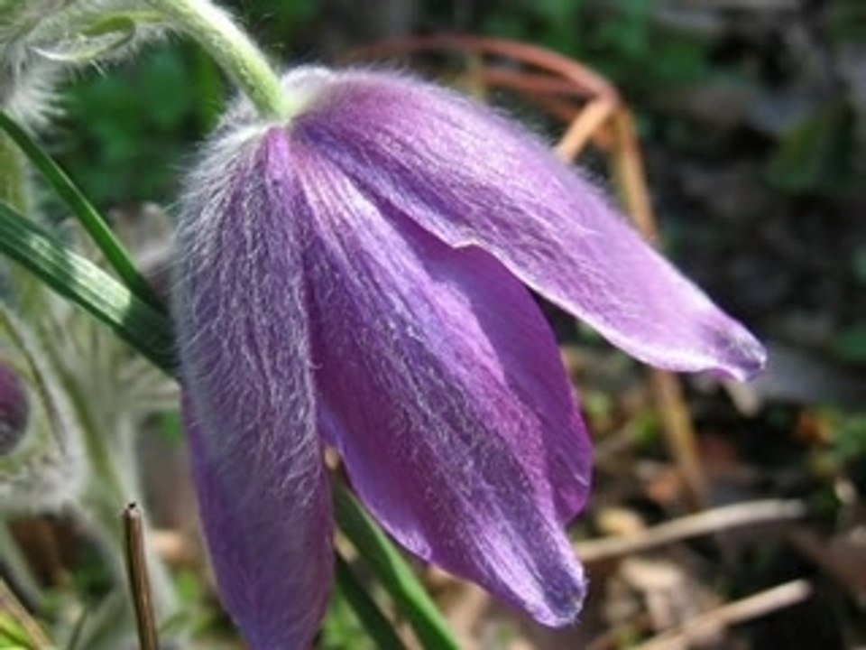 Anemone p