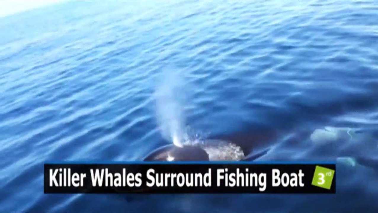 Killer Whales Caught in Action