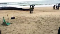 Baleia na praia de Apúlia
