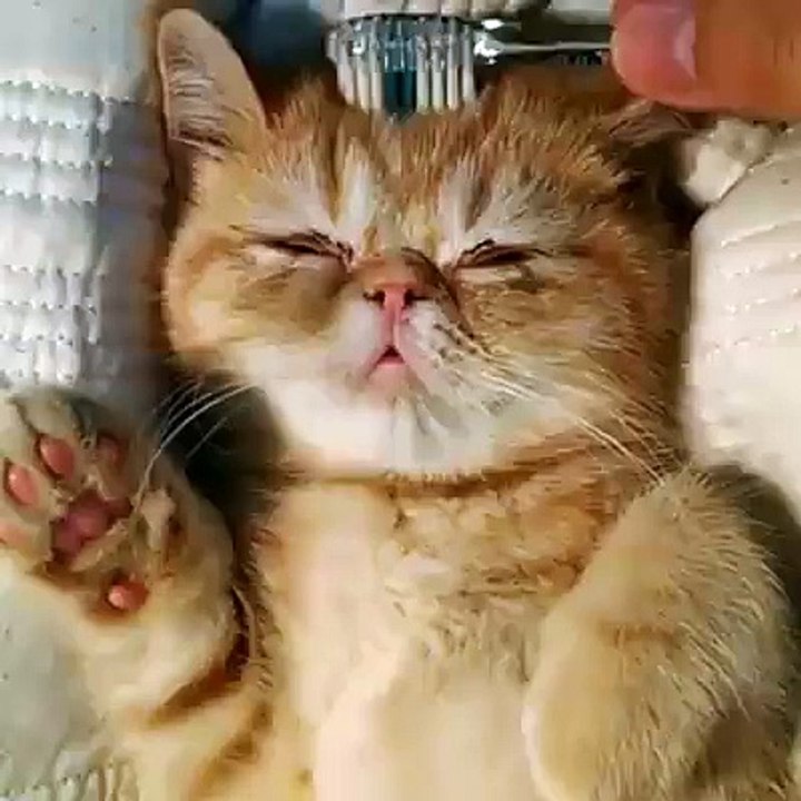 Combing a CAT's head