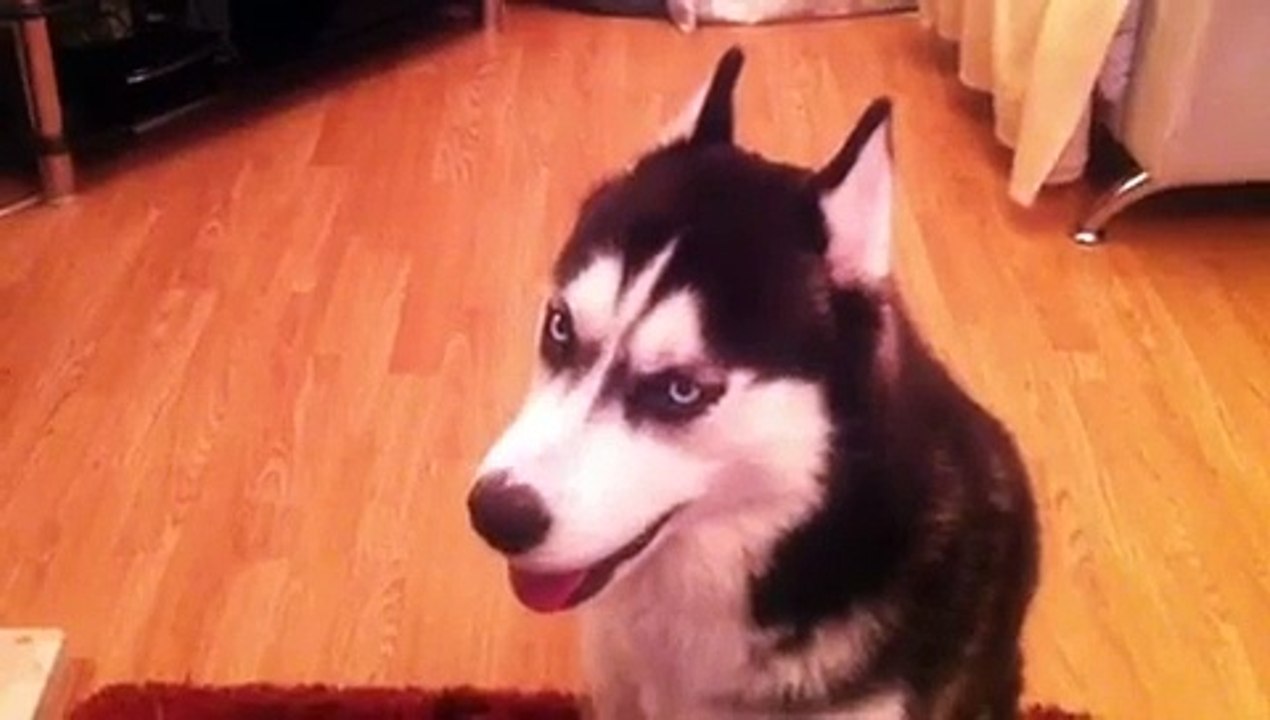Husky singing