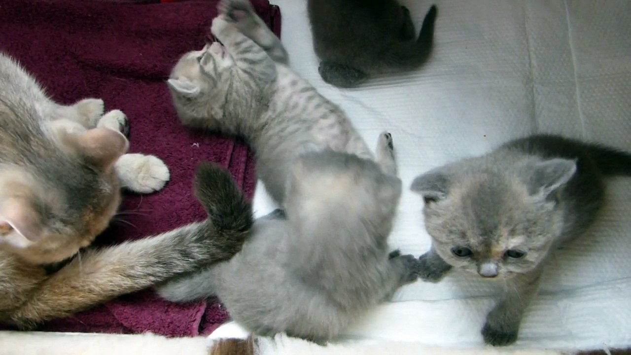 Détente - Chatterie du Pussy des Sources
