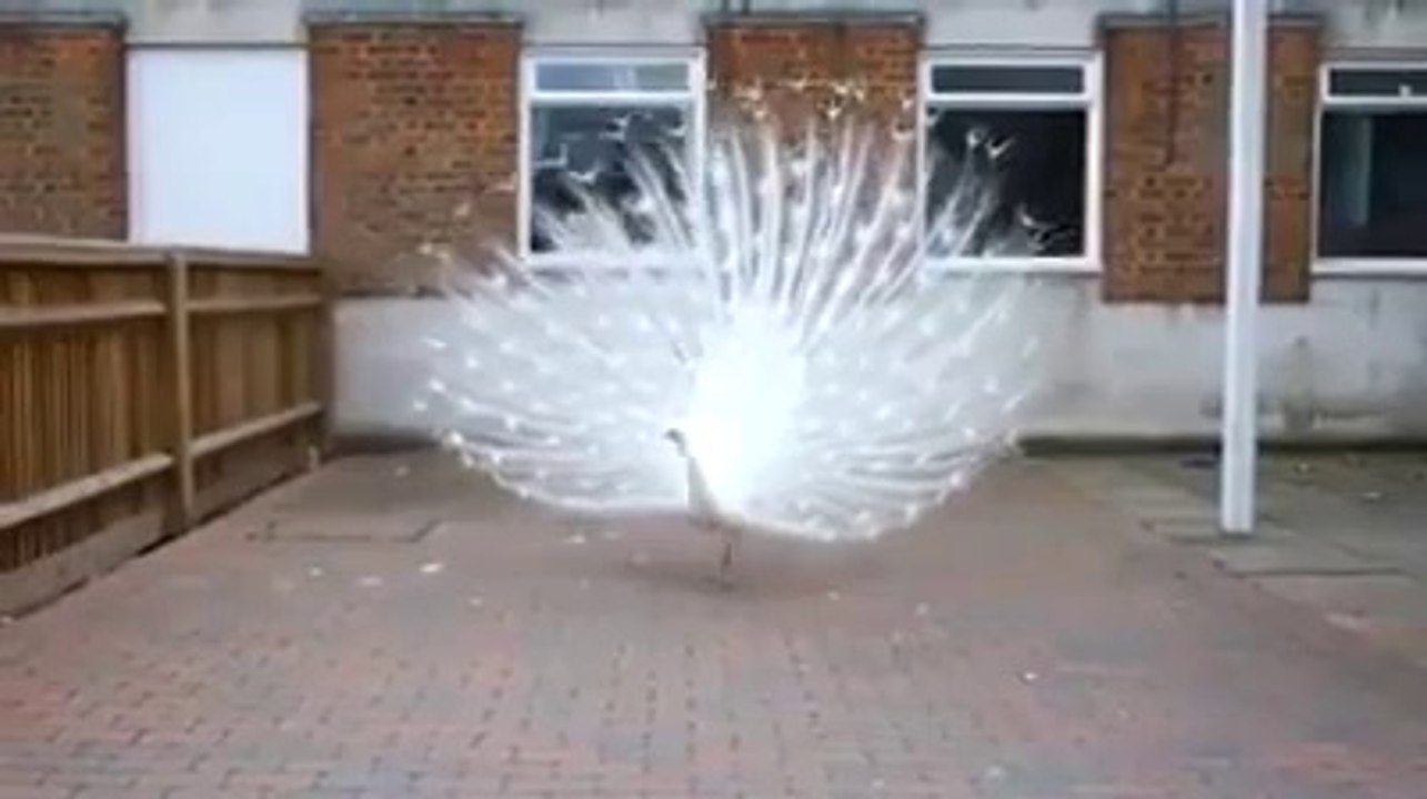 Beautiful White Peacock