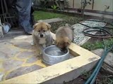 Puppies Akita Inu