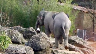The Ice Breakers - Asian Elephants eating ice - Die Eisbrecher - Asiatische Elefanten essen Eis