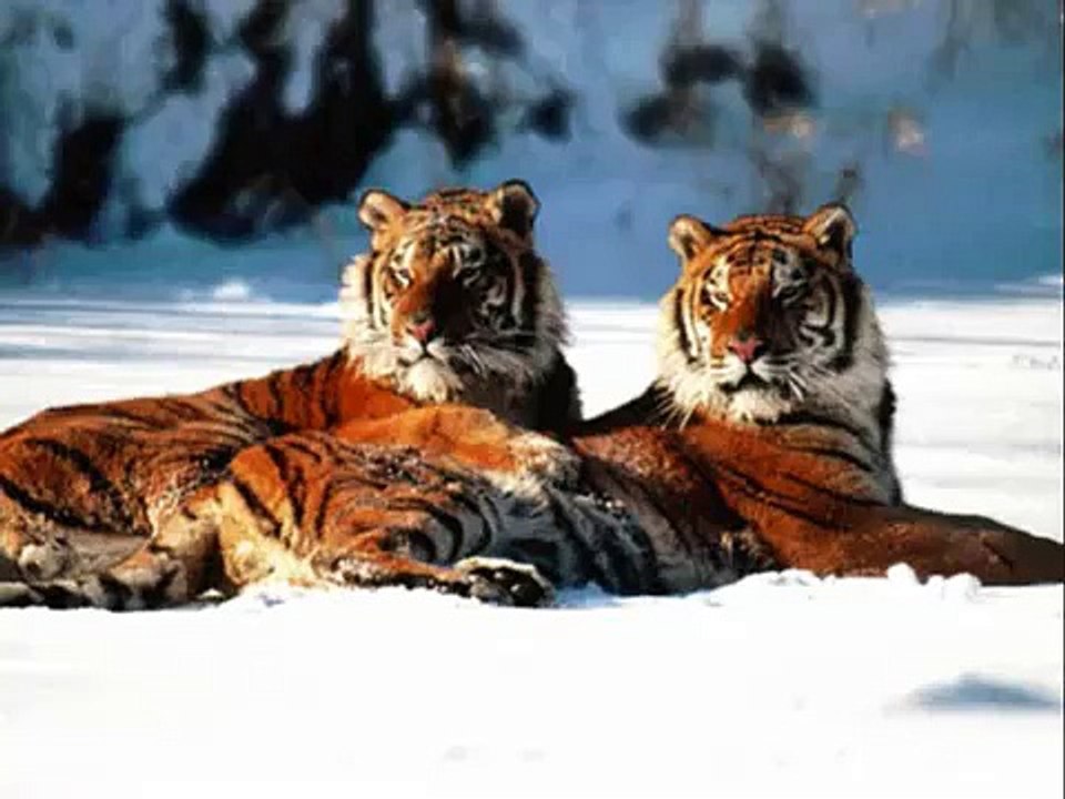maltraitances animales