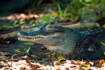Un alligator se bat contre une voiture - ZAPPING ACTU HEBDO BEST-OF DU 08/08/2015