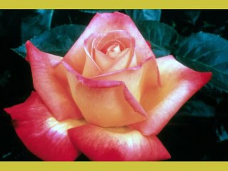 Dona Nobis Pacem