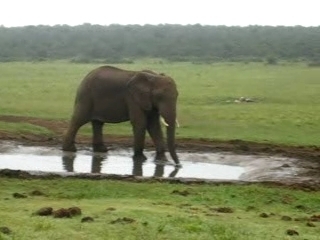 Elefant drinking