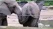funny elephant eating other elephants shit!