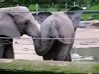 funny elephant eating other elephants shit!