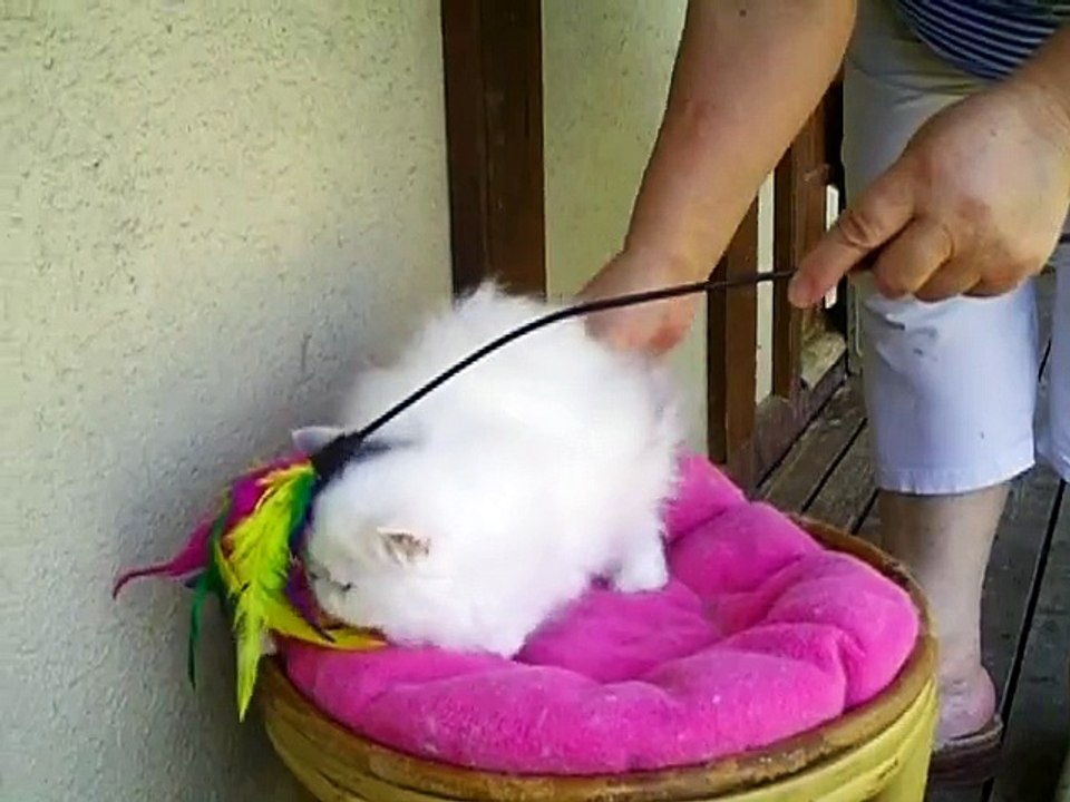 LOULOU  mâle black silver tabby van  4 mois