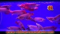 INDONESIAN SMALL RED AROWANA 25cm - 30cm (14)  By ROBIN AROWANA FARM [HD]