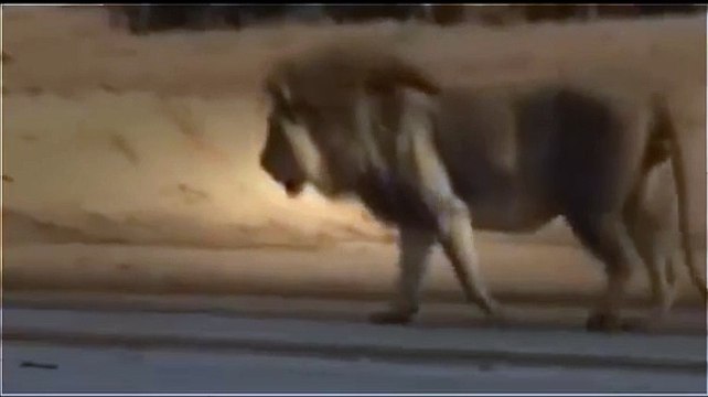 Lions Documentary | Lions vs Crocs - Fear in the River ( Special Animal Documentary )