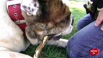 Cuidados para la salud dental de nuestro perro - Mascotas Nestlé TV