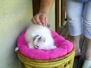 LORD BYRON mâle black silver macqu tabby van