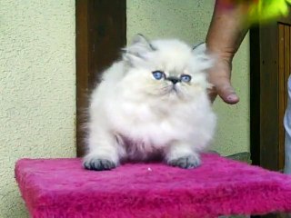 LUCRECE BORGIA  seal tabby point  femelle  2,5 mois