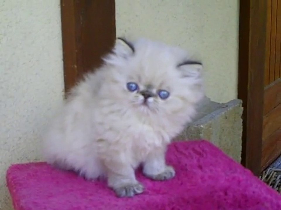 MAY I KISS YOU LARGO WINCH   persan seal tabby point né le 8 juin