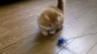 Fluffy Kitten does not know what to do