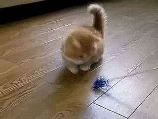 Fluffy Kitten does not know what to do