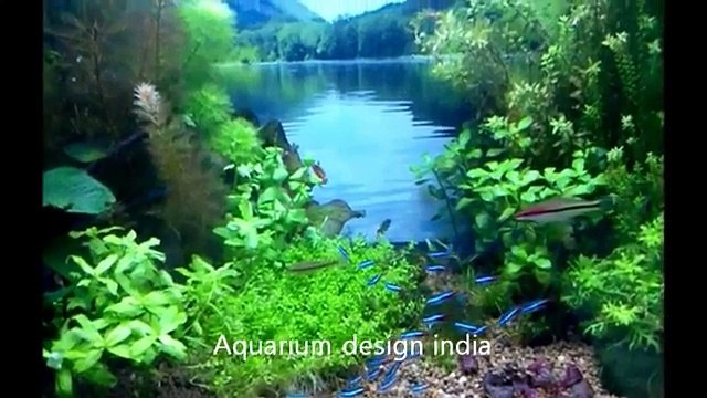 Nano Planted Aquariums Design By Jabbar(JBR) Aquarium Design India (SpencerPlaza)