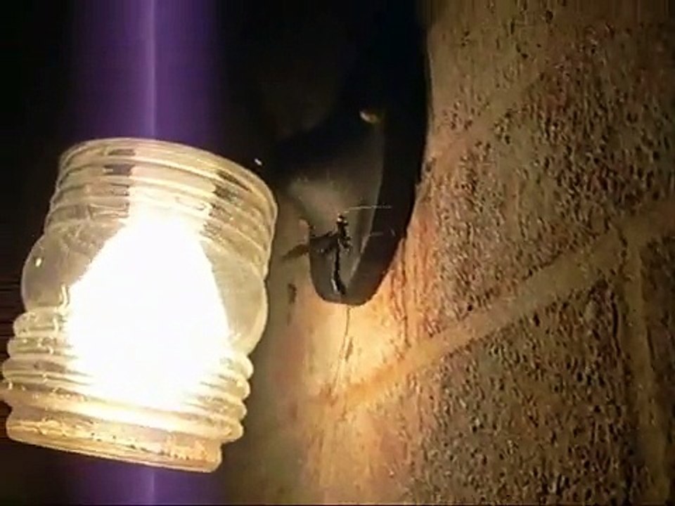 Weird Wasp 4-25-08