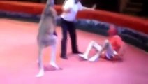 Kangaroo vs Man Boxing - Too Funny