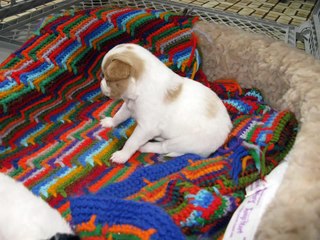 Nebraska Papillon Puppies