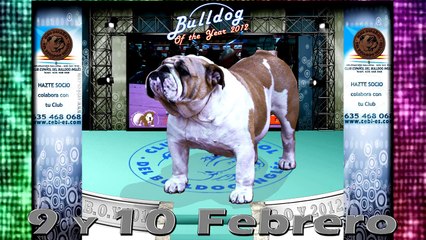 Spot B.O.Y. 2012 (Bulldog of the year) Arenas de San Pedro 2.013 www.elbulldogingles.es