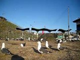 うみねこ　　Larus crassirostris