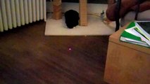 jackie cat - laser pointer fun