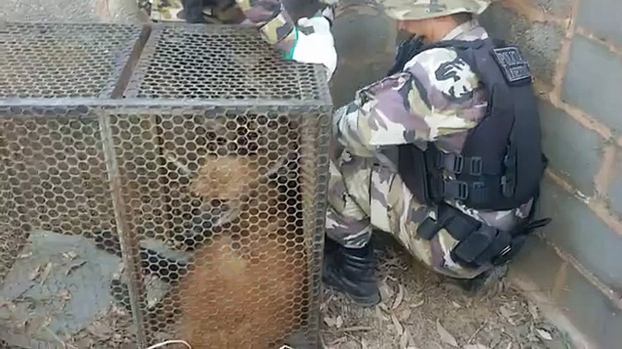 Polícia resgata lobo-guará em galpão no Setor de Indústrias de Brasília