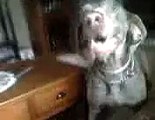 Dog goes crazy (Weimaraner) does not like the cell phone