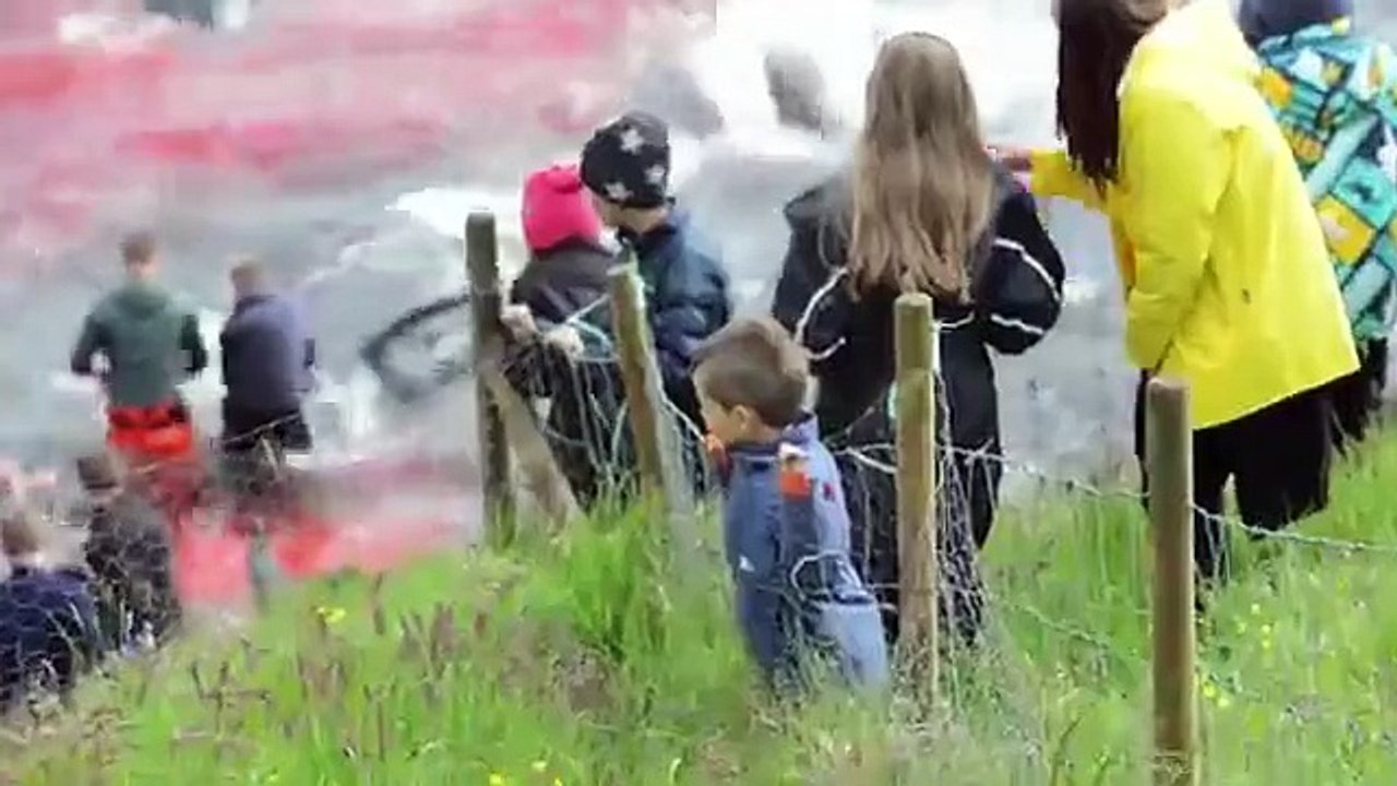 Plus de 250 dauphins tués aux Îles Féroé