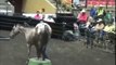 Parelli Professional Ted C. Axton Horse Training at Liberty