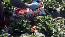 Growing California video series: Strawberry Fields... Forever