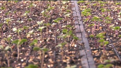 An Ecology of Mind - A Daughter's Portrait of Gregory Bateson di Nora Bateson (Trailer Italiano)