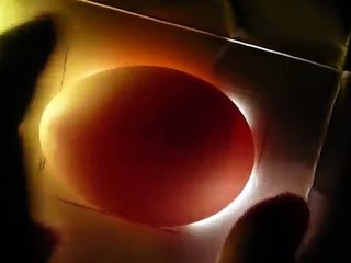 Schieren von Hühnereiern  -  Candling Chicken eggs (day 7)