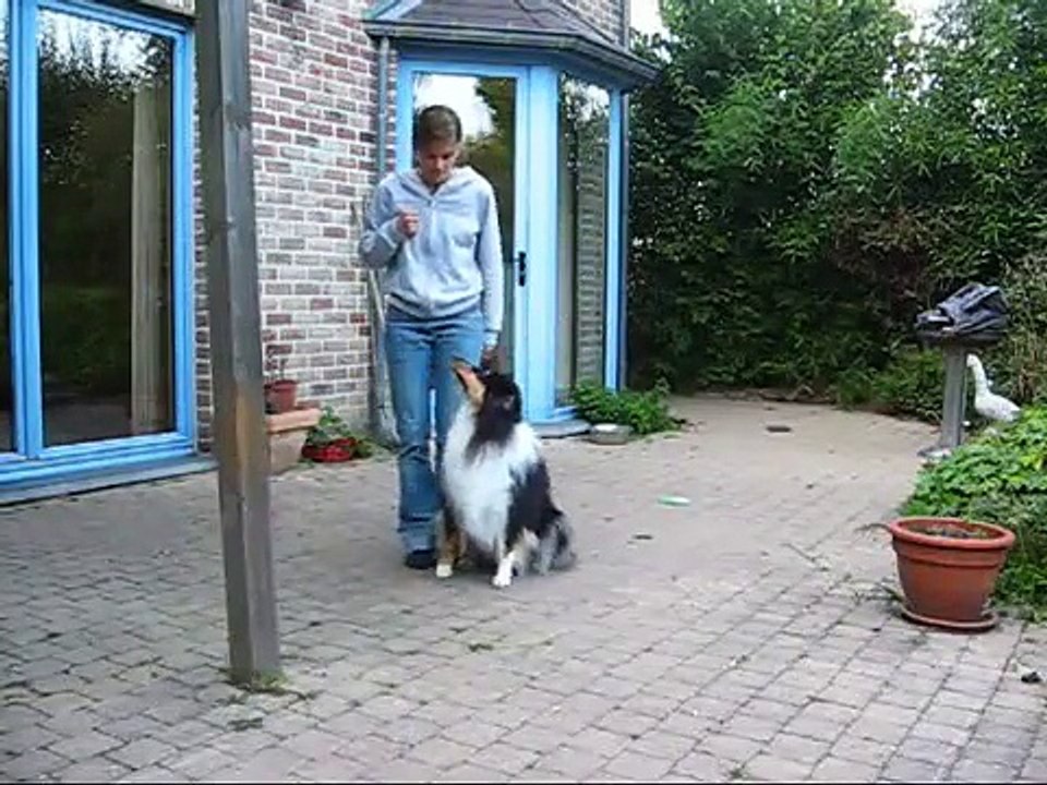 un chat en agility,un chien qui danse et un cheval au ordres