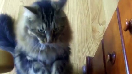 The world's cutest fundraising project: The Big Beg!