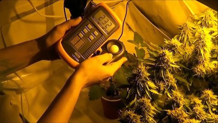 How to Use a Cheap Lux Meter to Increase Yields (without changing your grow lights or setup)!