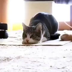 Wiggle Wiggle Wigglee - Funny Cat Vine - Best Vines