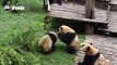 Two boy pandas stand up to fight... with a girl panda watching aside