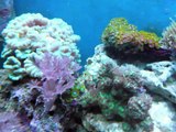 20 Gallon Reef Aquarium